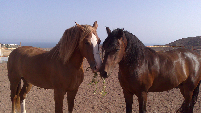 A caballo a través de los hermosos paisajes